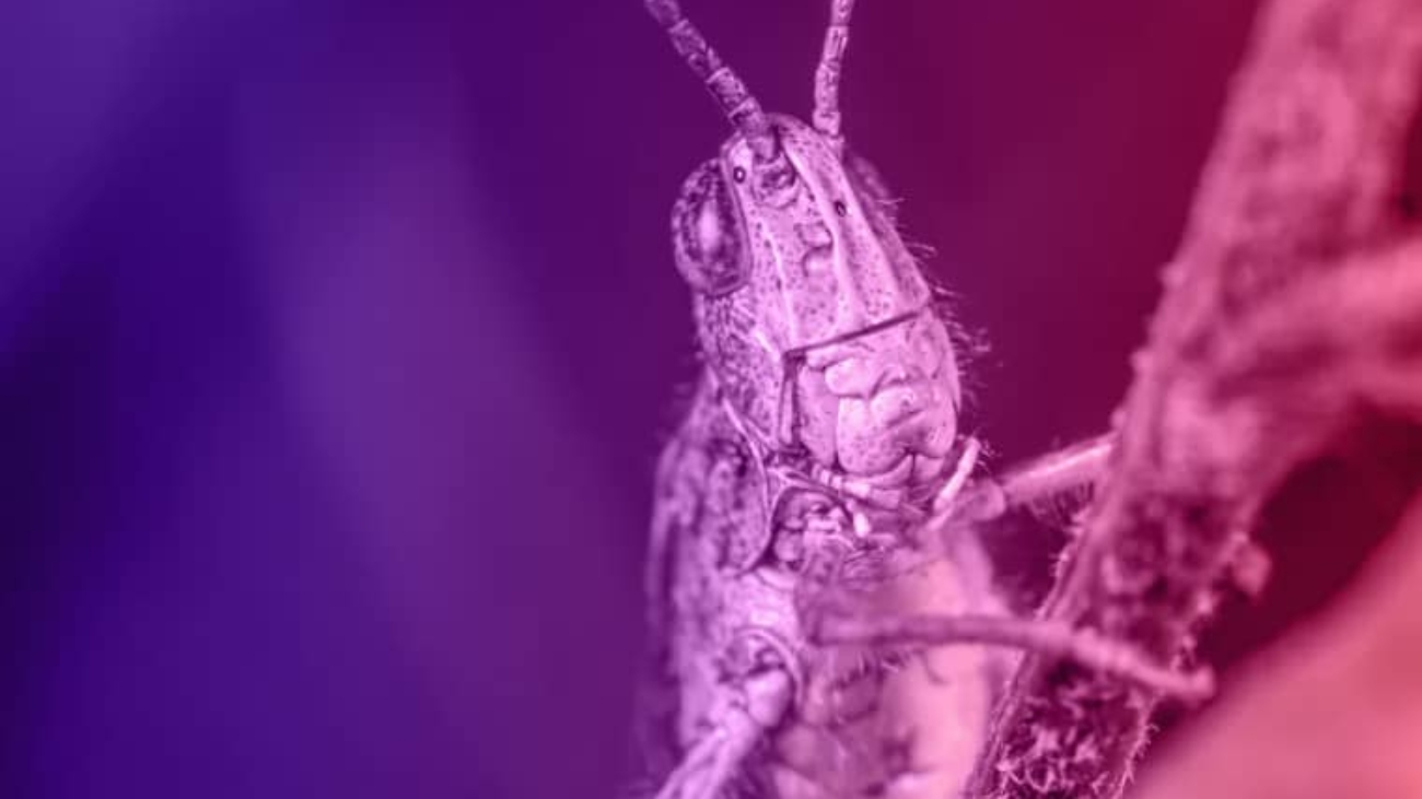 nightmare-grasshopper