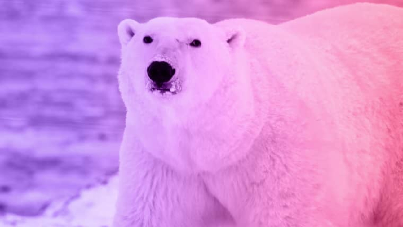 polar-bear